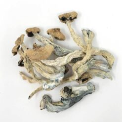 amazonian-magic-mushrooms-buy-online