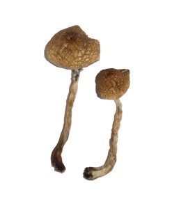 Magic Mushrooms Malabar magic mushroom
