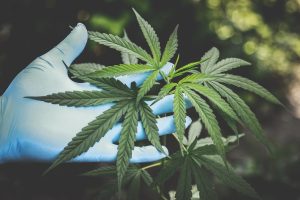 cannabis strains, medical marijuana, medicinal weed