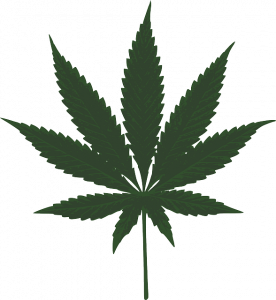 cannabis sativa Canada