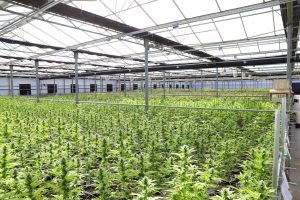 weed farm, hemp industry, rise cannabis, dispensary farm, marijuana farm, weed production