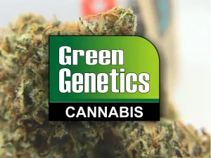 Green Genetics, Green Genetics Cannabis, Green Genetics Seed, Green Genetics marijuana