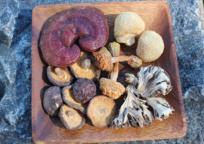 medicinal mushrooms nutritional benefits | Cognitive function
