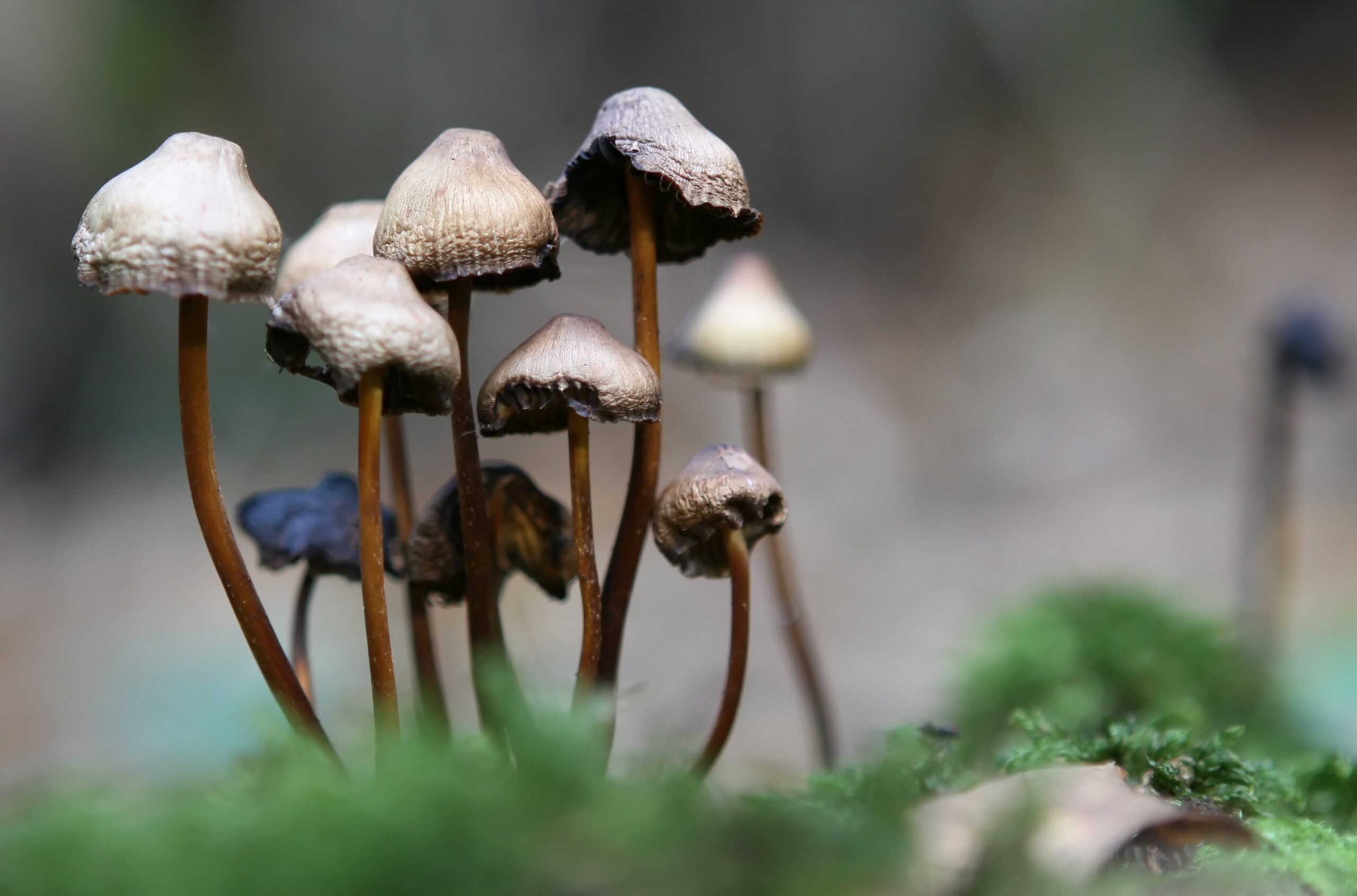 mushroom 40 scaled | Transformative experiences