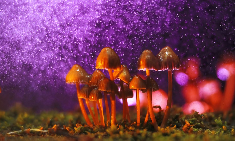 m2 | magic mushrooms