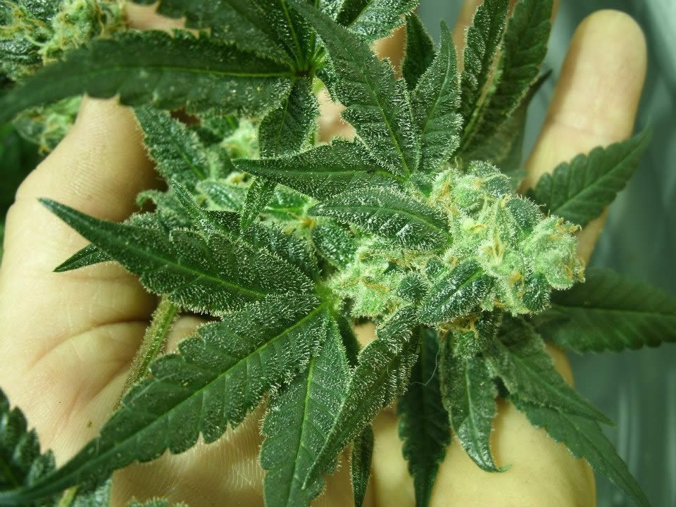 GreenWay Maryland Marijauna As A Medical Option | legalization