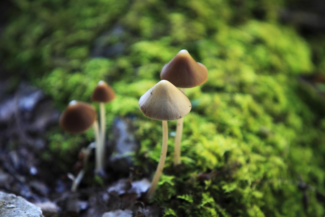 magic mushrooms | Safety
