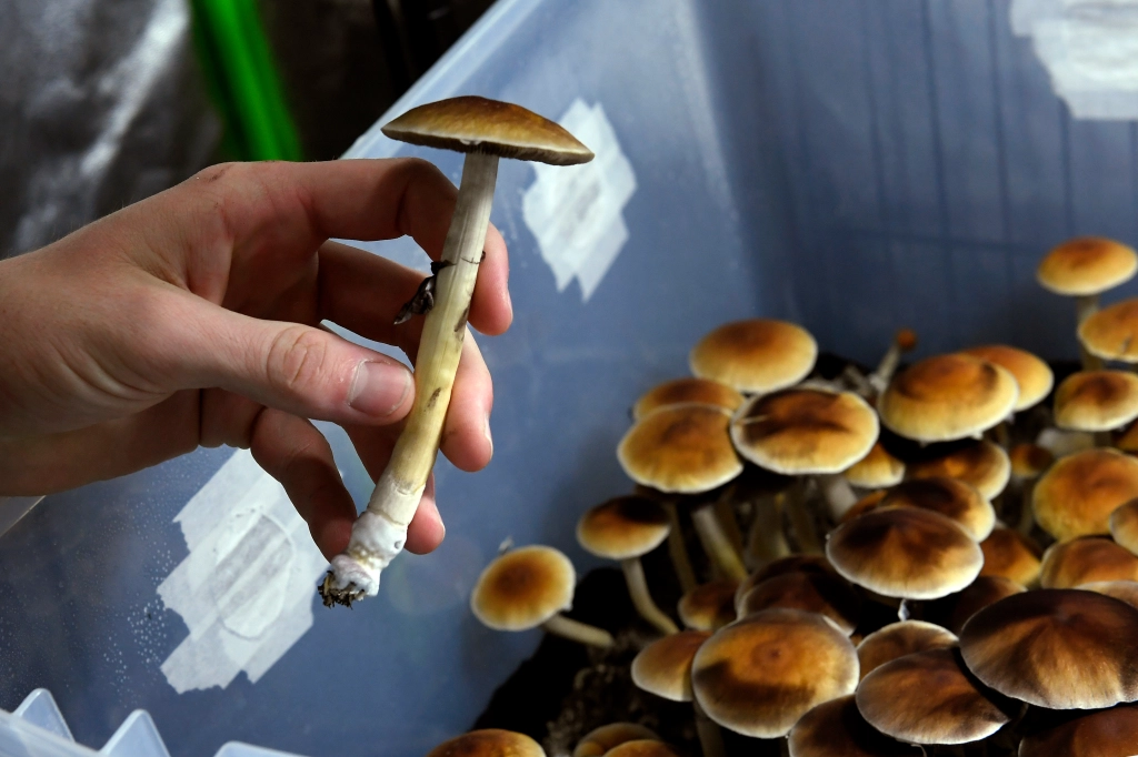 Do Dispensaries Sell Shrooms | Well-being