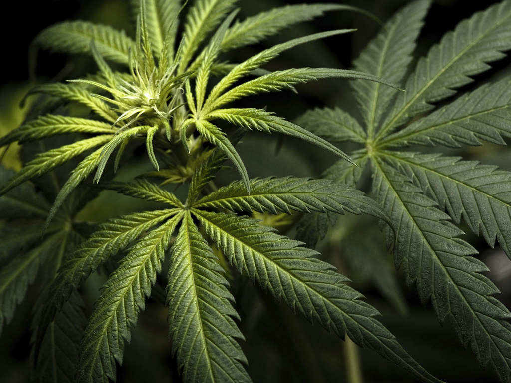 California Cannabis Sales Booms Could | Endocannabinoid system