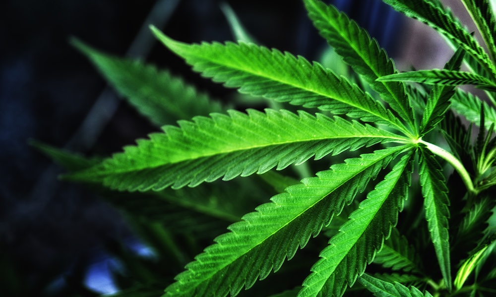 Cannabis Leaf | Endocannabinoid system