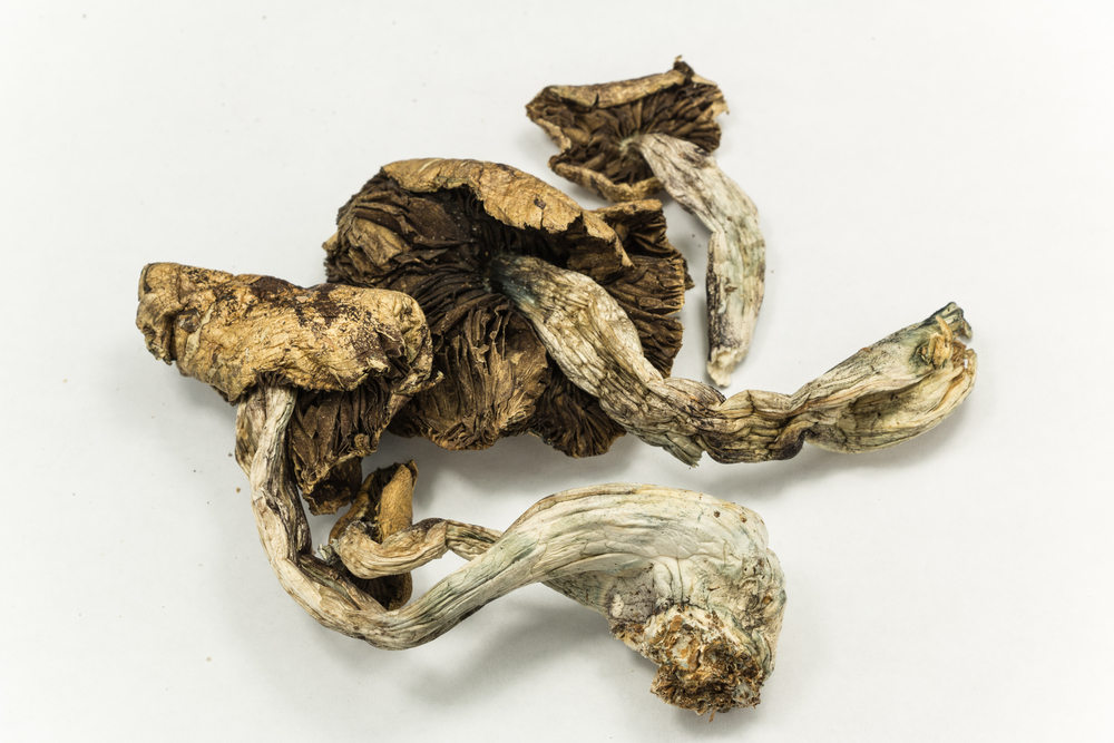 Psilocybe cubensis mushroom | Resilience