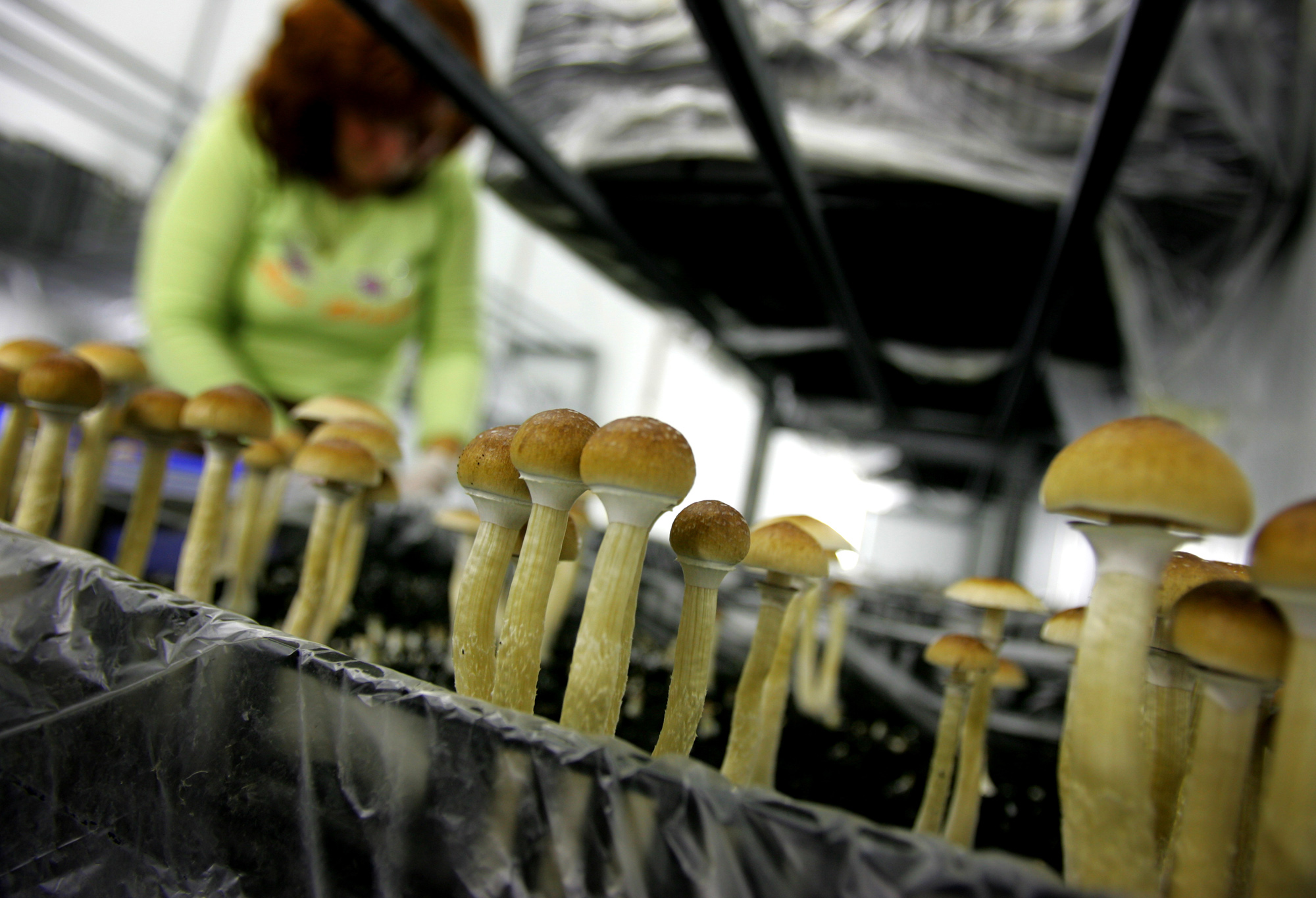 growing psychedelic mushrooms | Glutamate