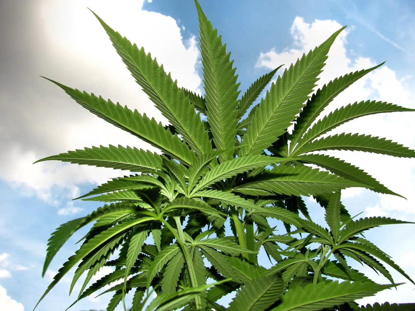 marijuana plant herb hemp | Endocannabinoid system