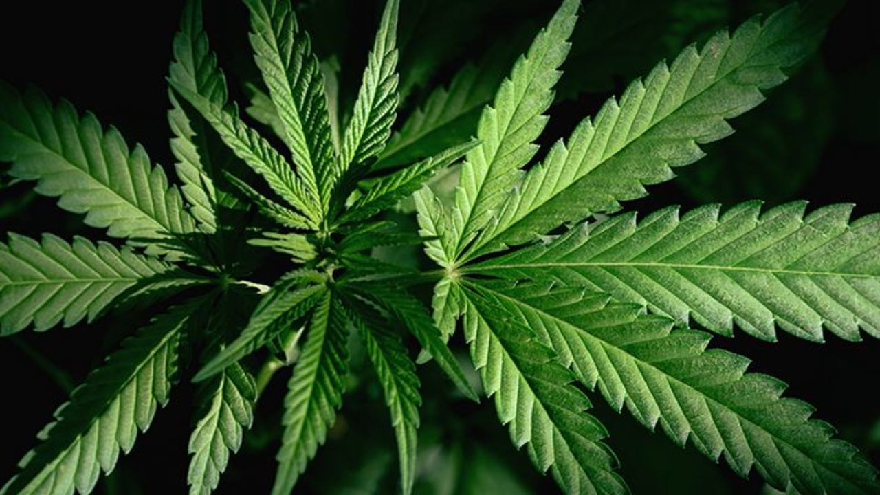 cannabis 2 1280x720 1 | News