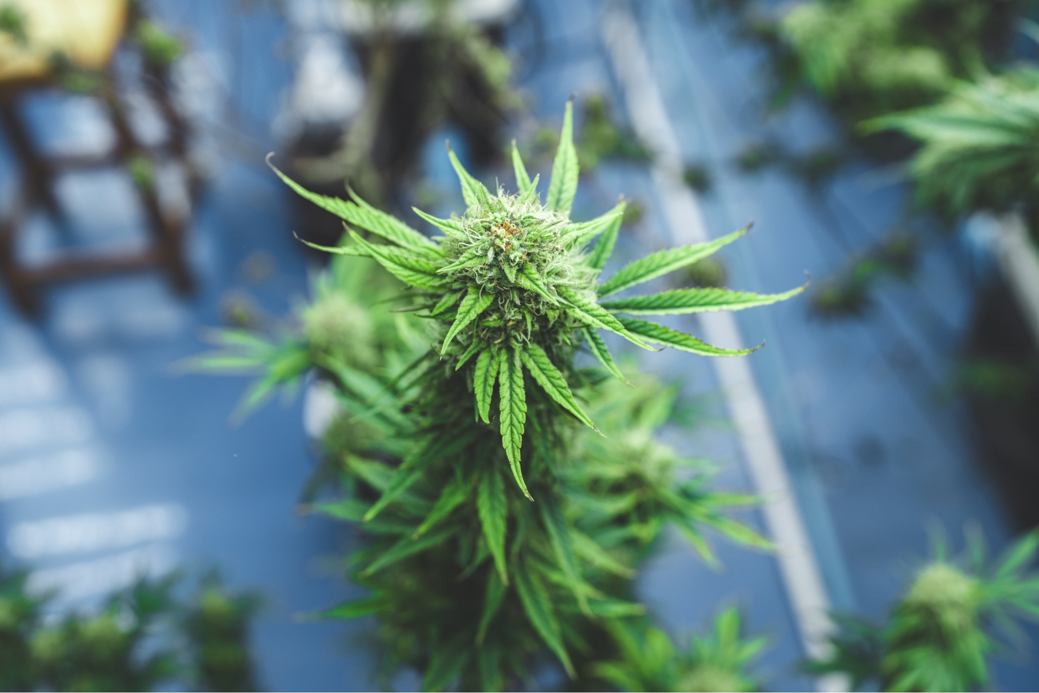 cannabis leaf are growth in a hemp agriculture pla 2022 12 16 02 34 15 utcthinmint | News