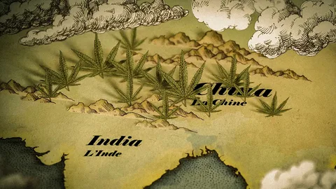 Cannabis Guide for Beginners, Cannabis, Marijuana, History of cannabis, cannabis history